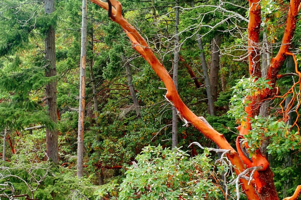 madrone tree