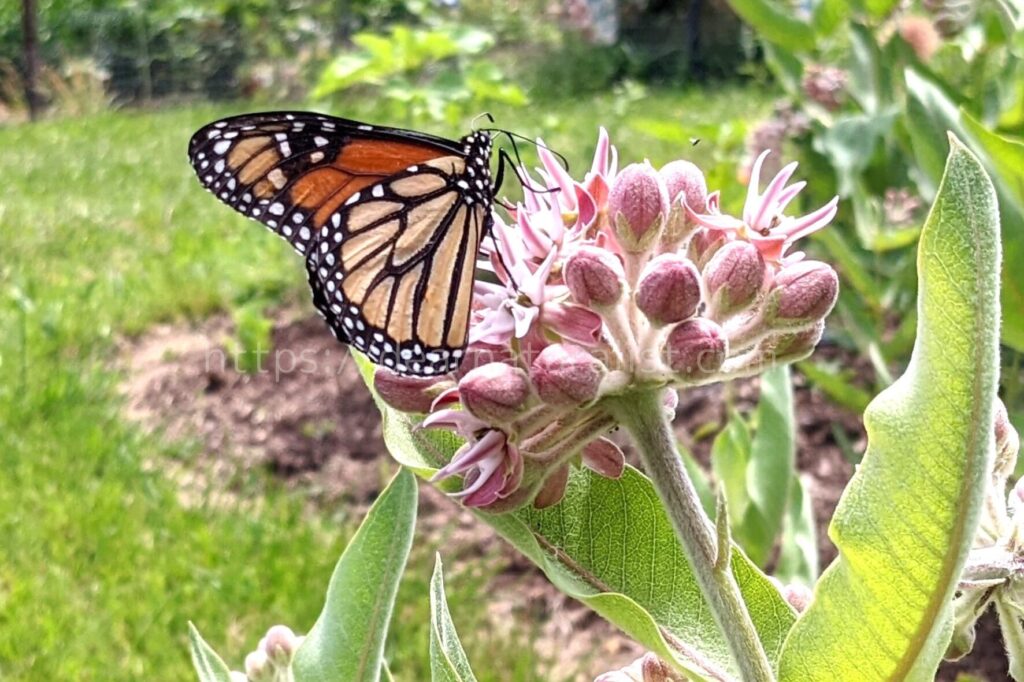 monarch butterfly